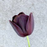 Close-up black tulip